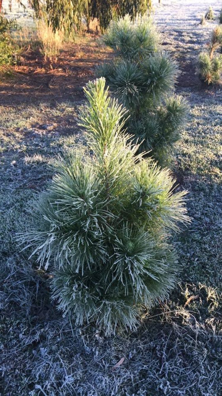 Frosty morning christmas tree