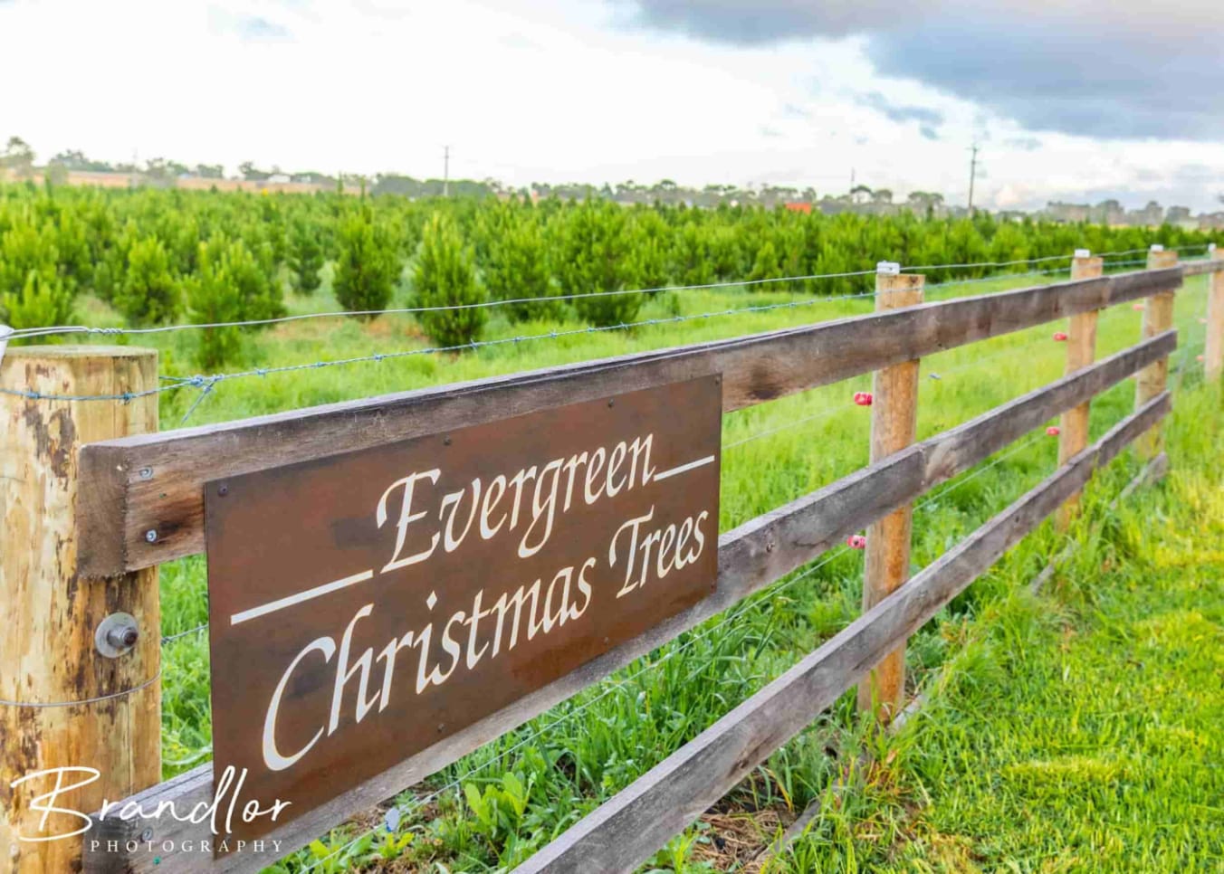 Home Evergreen Christmas Trees, Bangholme, Victoria
